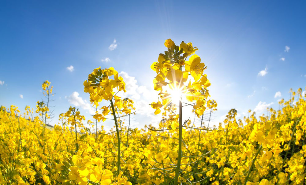 Сталь GreenCoat Pural BT имеет биотехнологическое покрытие (BT)